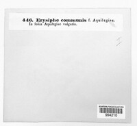 Erysiphe cruciferarum image